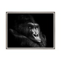 Gorilla foto afdruk dieren schilderij ingelijst 30x40 cm Unika 0026 Verkoop