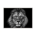 Fotografische print leeuw wit zwart lijst 70x100cm Unika 0028 Verkoop