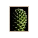 Tableau décoratif moderne photographique plante fleur cactus cadre 30 × 40 cm Unika 0061 Vente