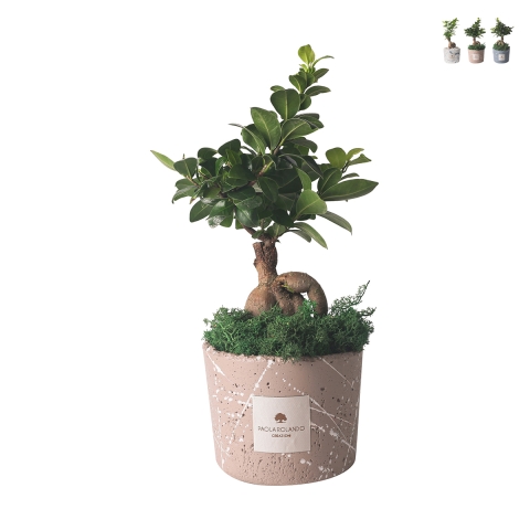 Bomboniera bonsaï ficus ginseng en pot décoré Paola Rolando Simone Promotion