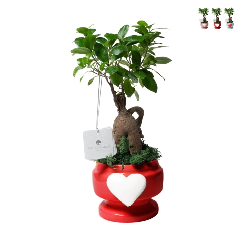 Bomboniera met echte bonsai ficusplant in versierde pot met hart Eden Aanbieding