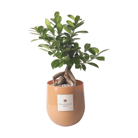 Echte bonsaiboom ficus ginseng in glazen vaas Paola Rolando Hope Aanbieding