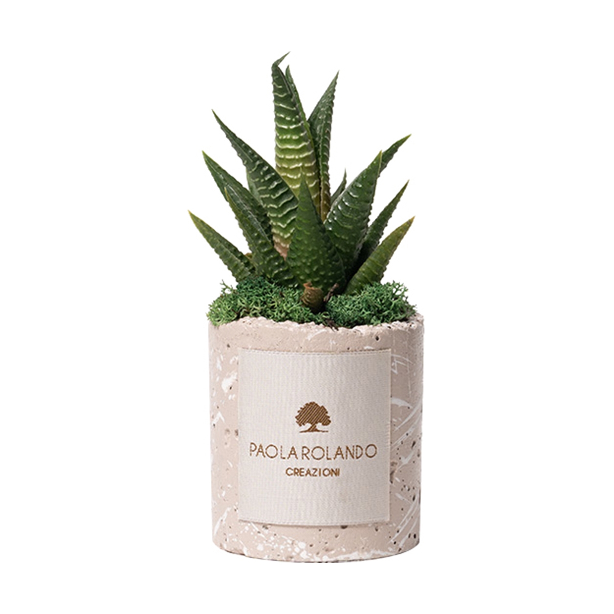 Plante grasse en pot béton décoré Simone - Cadeau invité Promotion Plante grasse en pot béton décoré Simone - Cadeau invité Promotion