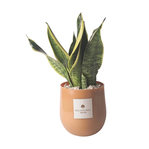 Sansevieria plant in glazen pot voor binnen Paola Rolando Hope Aanbieding