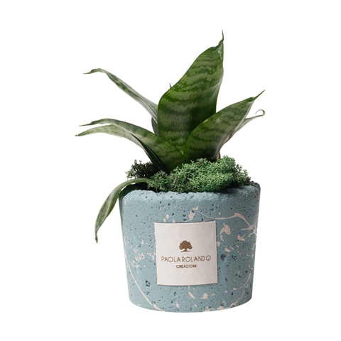 Sansevieria nana dans un pot bleu décoré éclaboussé Paola Rolando Simone Promotion