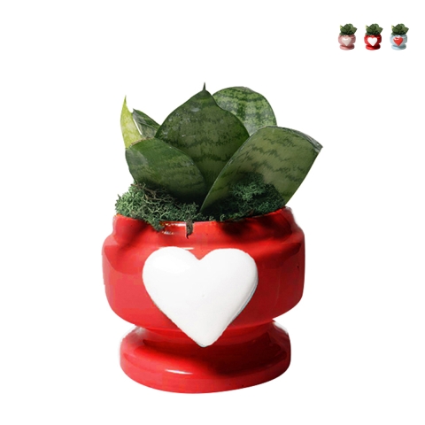 Bomboniera met plant Sansevieria nana in versierde pot met hart Eden Aanbieding