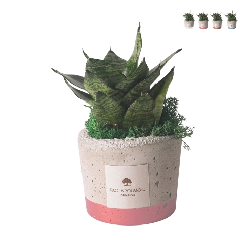 Bomboniera avec sansevieria naine en pot en ciment décoré Industrial Promotion