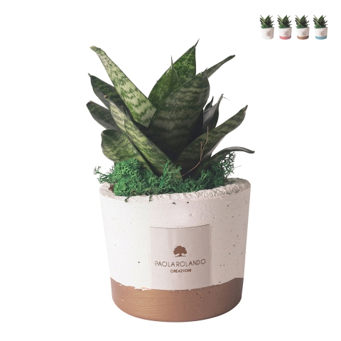 Sansevieria nana kamerplant in cementen pot Paola Rolando Flora Aanbieding