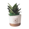 Sansevieria nana kamerplant in cementen pot Paola Rolando Flora Aanbod