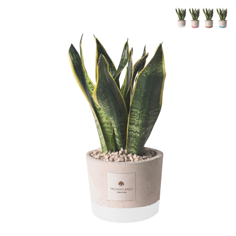 Bomboniera Paola Rolando sansevieria in vaas cementino versierd Industrial Aanbieding