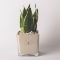 Bomboniere Sansevieria Nana in Glazen Kubusvaas Sogno Verkoop