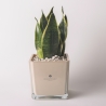 Bomboniere Sansevieria Nana in Glazen Kubusvaas Sogno Verkoop