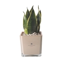 Bomboniere Sansevieria Nana in Glazen Kubusvaas Sogno Korting