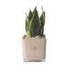 Bomboniere Sansevieria Nana in Glazen Kubusvaas Sogno Korting