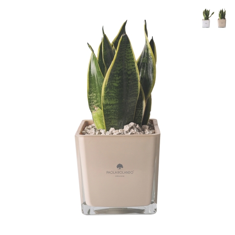 Bomboniera Paola Rolando sansevieria nana en vase en verre cubique Sogno Promotion