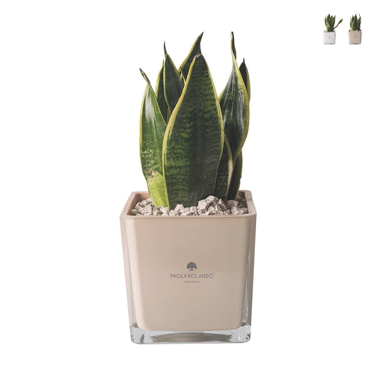 Bomboniere Sansevieria Nana in Glazen Kubusvaas Sogno Aanbieding Bomboniere Sansevieria Nana in Glazen Kubusvaas Sogno Aanbieding