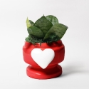 Sansevieria Nana plant in decoratieve pot met hart Eden als bedankje Verkoop