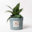 Sansevieria nana in blauw, decoratief gemarmerde pot Paola Rolando Simone Verkoop