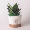 Sansevieria nana kamerplant in cementen pot Paola Rolando Flora Verkoop