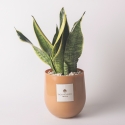 Plante Sansevieria en pot de verre pour intérieur Paola Rolando Hope Vente
