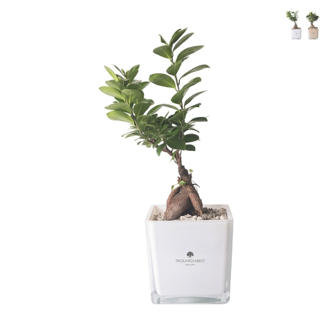 Plante bonsaï ficus ginseng dans pot de verre en cube Paola Rolando Sogno Promotion