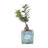Bonsaï ficus ginseng d'intérieur dans pot en verre décoré Clio Square Offre