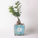 Ficus ginseng bonsai voor binnen in gedecoreerde glazen pot Clio Square Verkoop