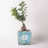 Bonsaï ficus ginseng d'intérieur dans pot en verre décoré Clio Square Vente