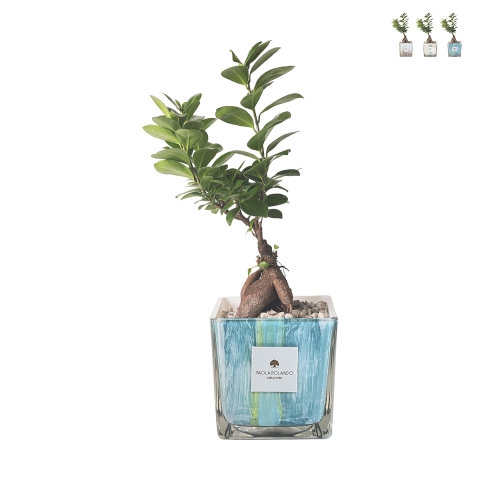 Bonsai ficus ginseng plant voor binnen in versierde glazen pot Clio Square Aanbieding