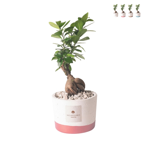 Plant Paola Rolando bonsai ficus voor binnen in cementen pot Flora Aanbieding