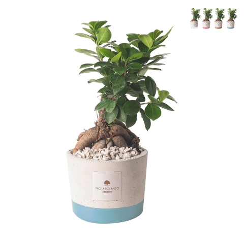 Bomboniera mariage avec bonsaï ficus ginseng dans pot Industrial Promotion