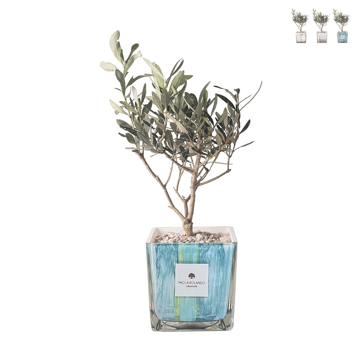 Bombonière olivier Paola Rolando dans vase en verre décoré Clio Square Promotion Bombonière olivier Paola Rolando dans vase en verre décoré Clio Square Promotion