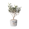 Olijfboom in decoratieve pot Paola Rolando bruiloftssouvenir Simone Aanbod