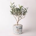 Olijfboom in decoratieve pot Paola Rolando bruiloftssouvenir Simone Verkoop