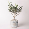Olijfboom in decoratieve pot Paola Rolando bruiloftssouvenir Simone Verkoop