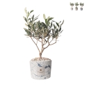 Olijfboom in decoratieve pot Paola Rolando bruiloftssouvenir Simone Aanbieding