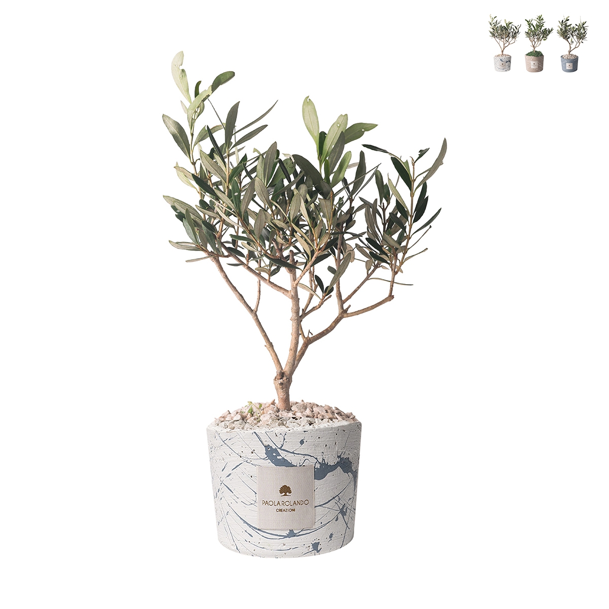Olijfboom in decoratieve pot Paola Rolando bruiloftssouvenir Simone Aanbieding Olijfboom in decoratieve pot Paola Rolando bruiloftssouvenir Simone Aanbieding