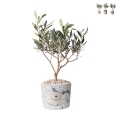 Olijfboom in decoratieve pot Paola Rolando bruiloftssouvenir Simone Aanbieding