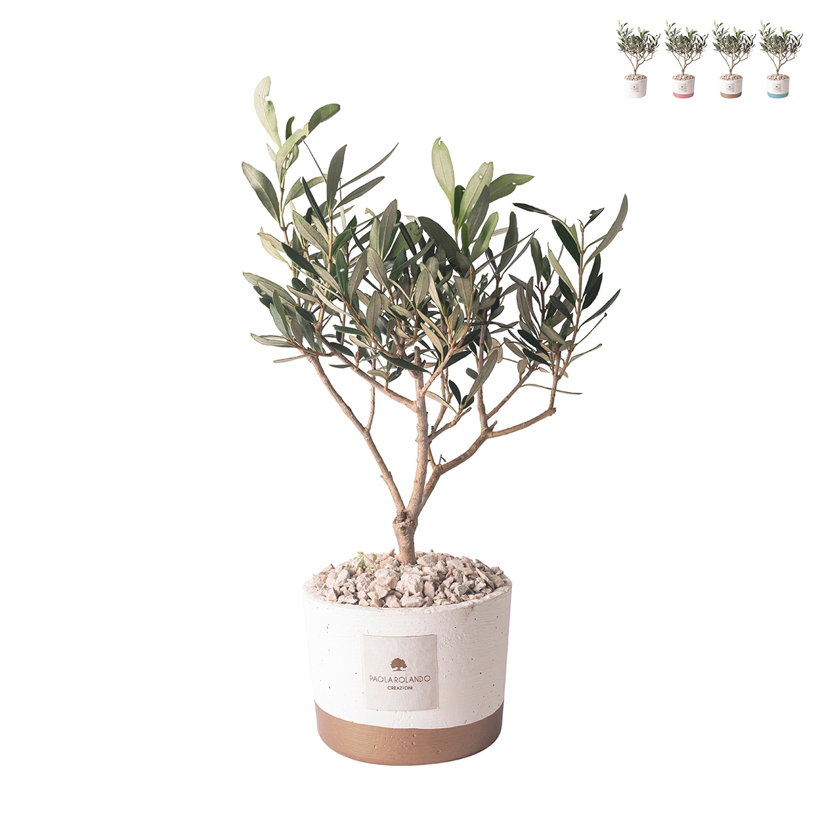 Olivo bomboniera pour mariage Paola Rolando en pot ciment Flora Promotion Olivo bomboniera pour mariage Paola Rolando en pot ciment Flora Promotion