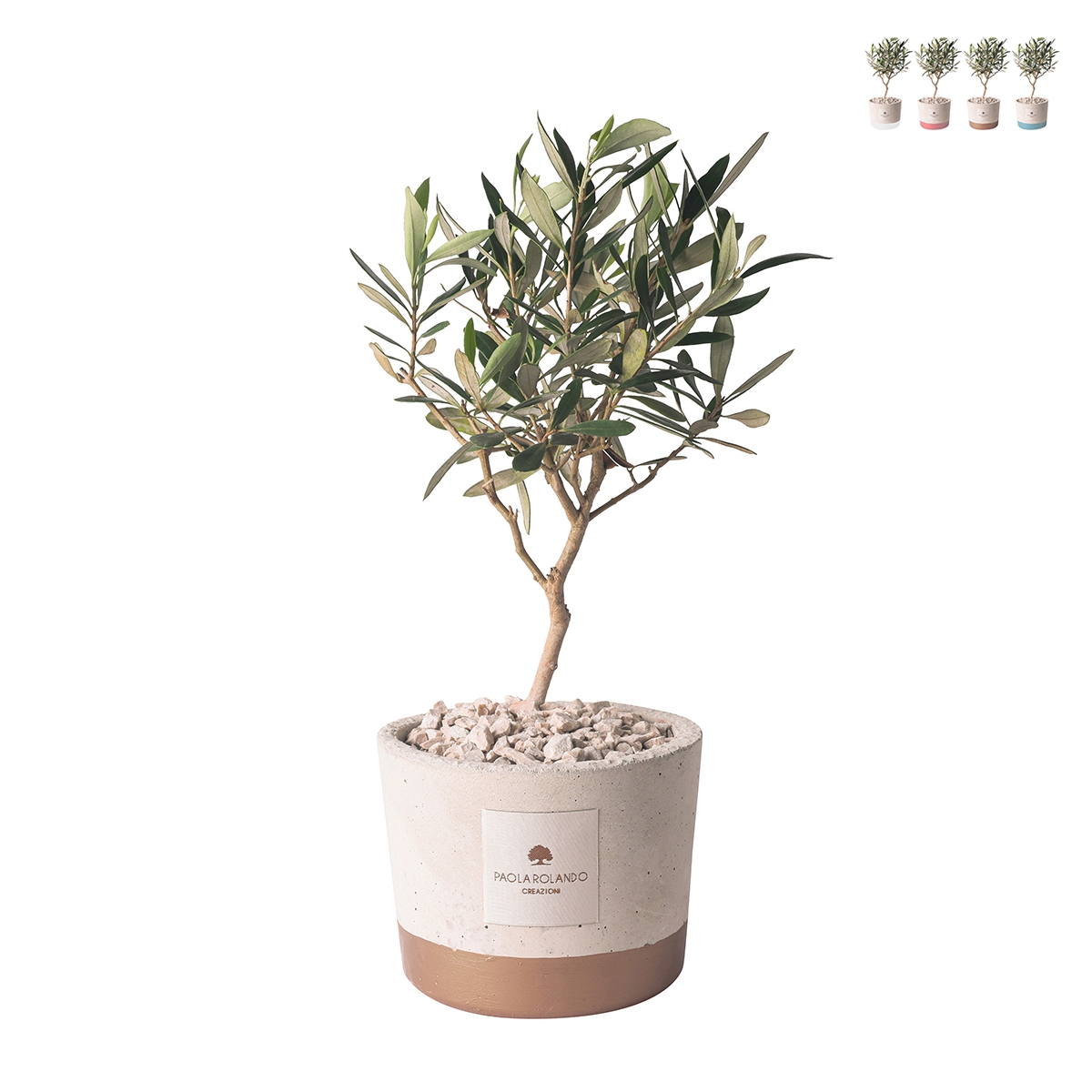 Souvenir avec plant d'olivier en pot de ciment cementino Industrial Promotion Souvenir avec plant d'olivier en pot de ciment cementino Industrial Promotion