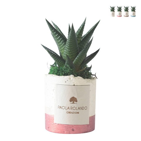 Vetplant voor binnen in witte decoratieve pot Paola Rolando Flora Aanbieding