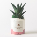 Vetplant voor binnen in decoratieve witte pot Paola Rolando Flora Verkoop