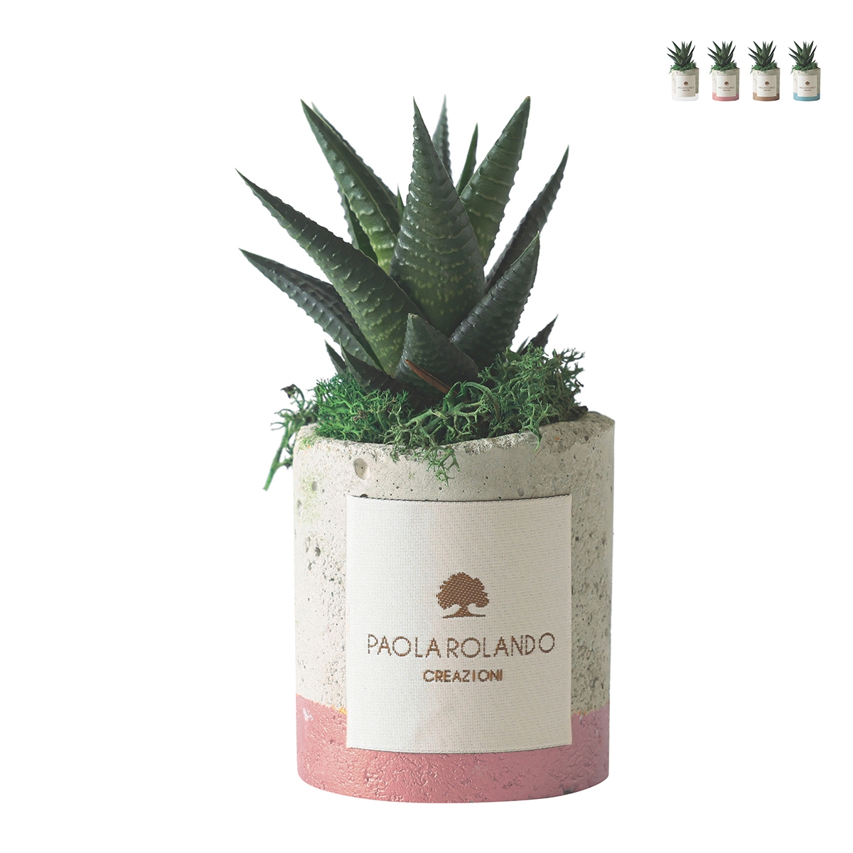 Paola Rolando plante grasse avec pot en ciment bande colorée Industriel Promotion Paola Rolando plante grasse avec pot en ciment bande colorée Industriel Promotion