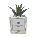 Plante grasse d'intérieur en pot cube en verre décoré Clio Square Offre