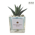 Vetplant voor binnenshuis in decoratieve glazen Clio Square pot Aanbieding
