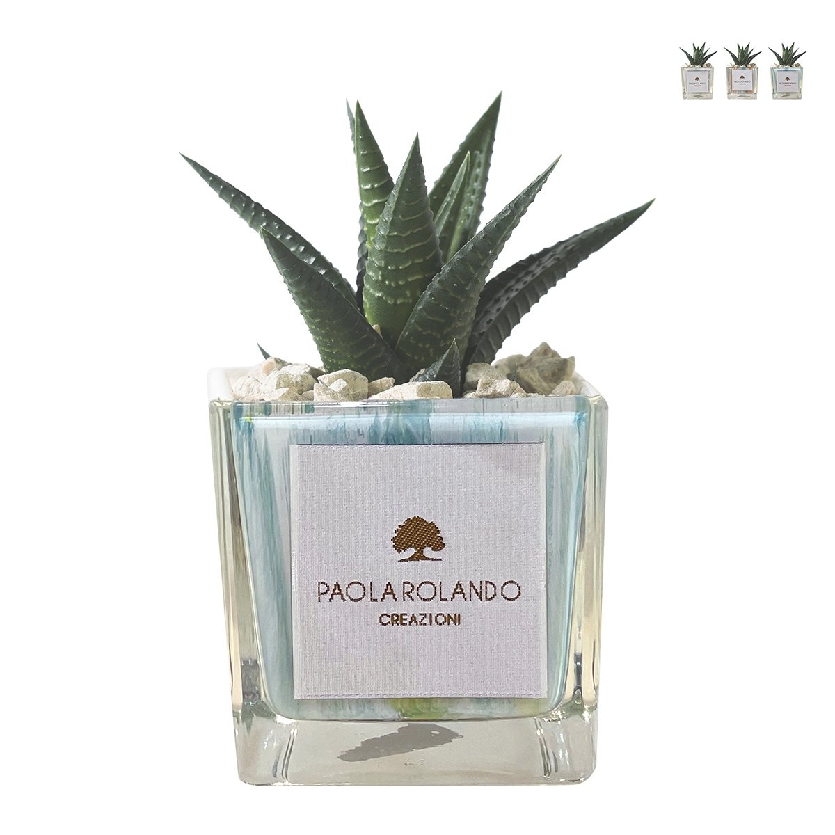 Plante grasse d'intérieur en pot cube en verre décoré Clio Square Promotion Plante grasse d'intérieur en pot cube en verre décoré Clio Square Promotion