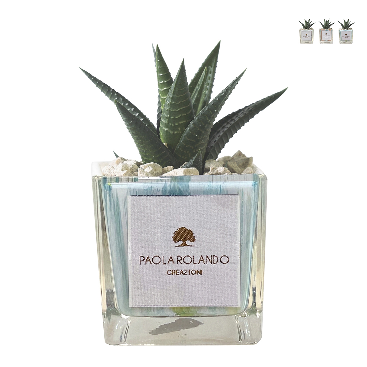 Vetplant voor binnenshuis in decoratieve glazen Clio Square pot Aanbieding Vetplant voor binnenshuis in decoratieve glazen Clio Square pot Aanbieding
