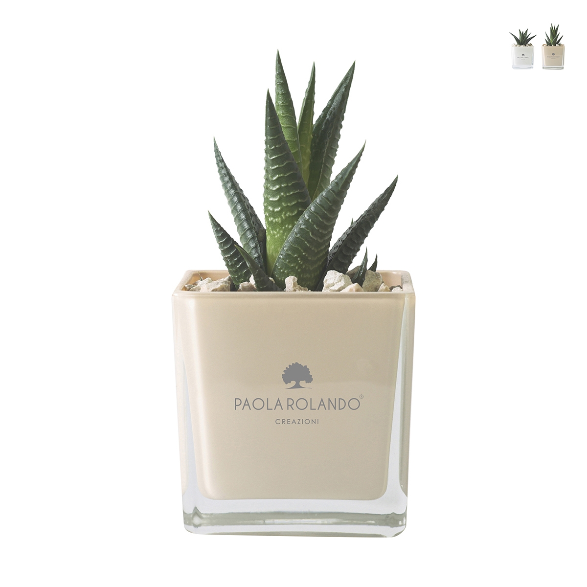 Paola Rolando plante grasse bombonnière avec vase en verre cube Sogno Promotion Paola Rolando plante grasse bombonnière avec vase en verre cube Sogno Promotion