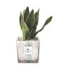 Sansevieria Paola Rolando dans un pot en verre cube décoré Clio Square Offre