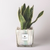 Sansevieria Paola Rolando dans un pot en verre cube décoré Clio Square Vente